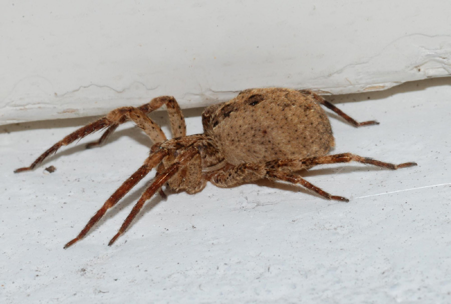 Zoropsis sp.